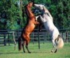 Δύο prancing άλογα